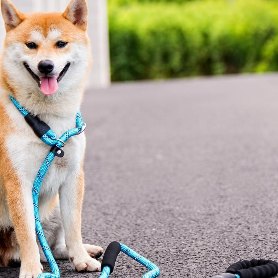 Laisse de Dressage pour Chien de Haute Qualité, Long Laisse avec Poignée Rembourrée et Longueur Réglable